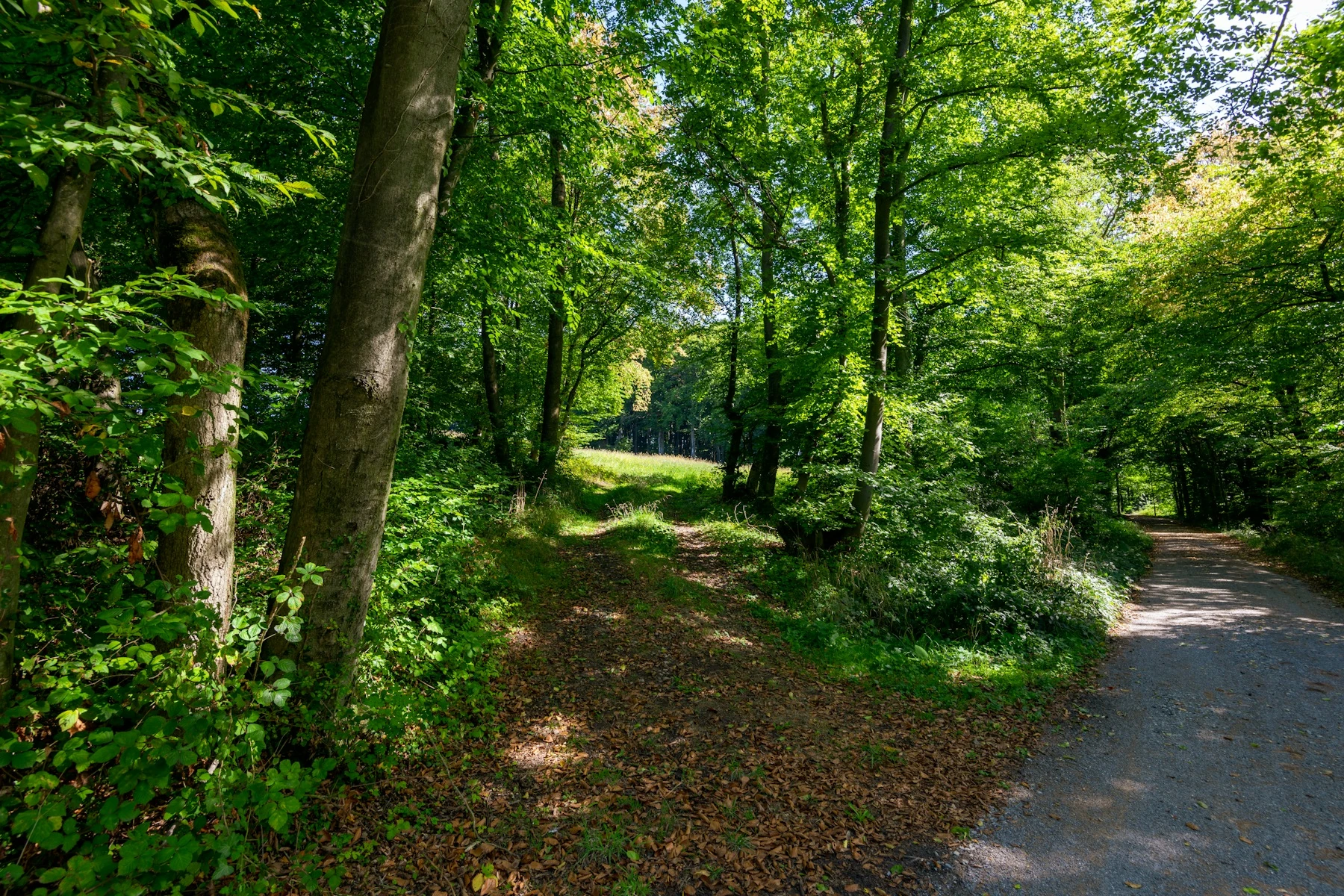 A woodland path splits into two routes beneath green trees