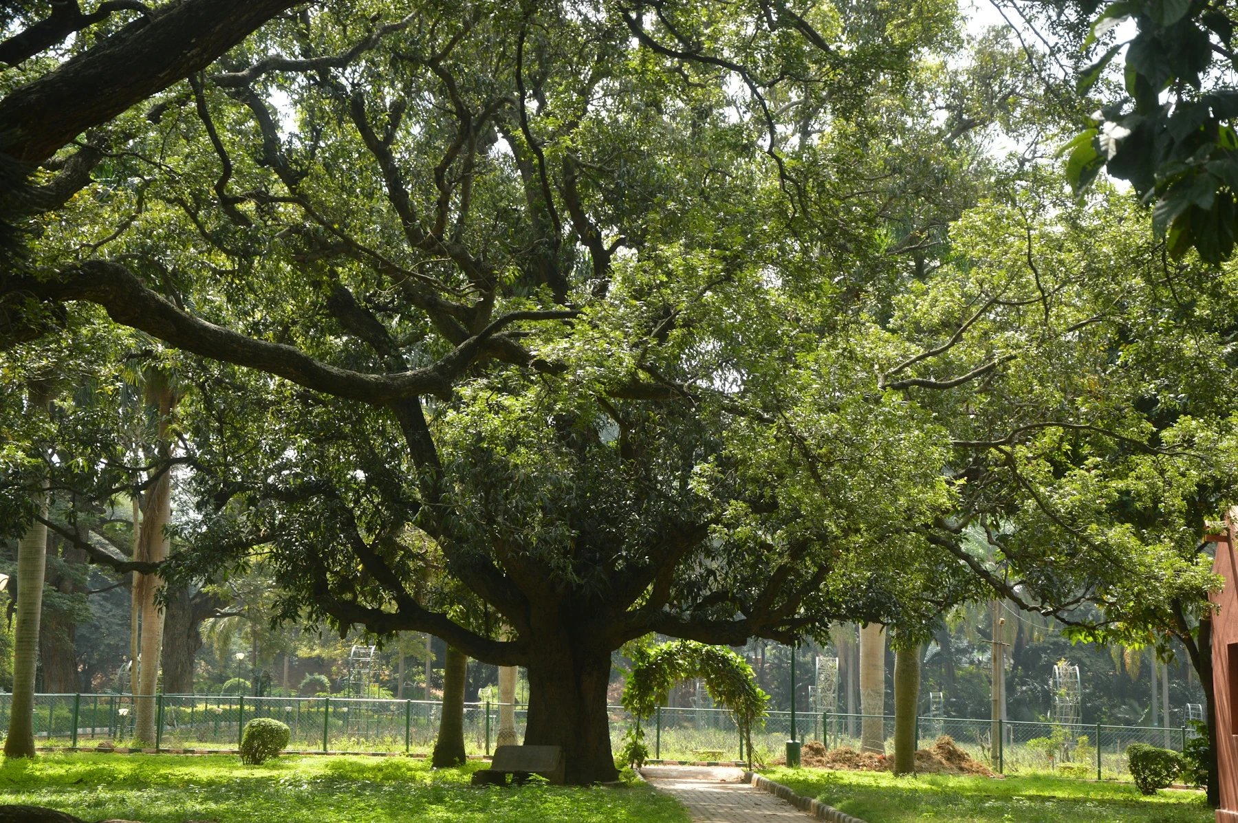 A shaded path and bench beneath a broad tree in a local park